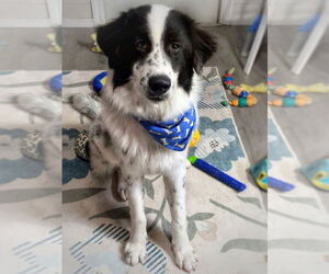 Mutt Dogs for adoption in San Leon, TX, USA