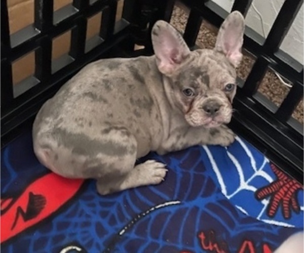 Medium Photo #9 French Bulldog Puppy For Sale in ANTIOCH, CA, USA