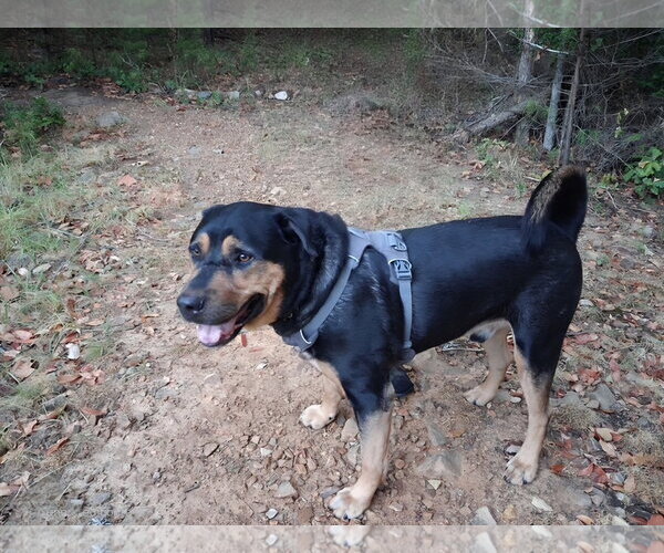 Medium Photo #8 Rottweiler Puppy For Sale in White Hall, AR, USA