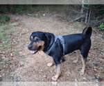 Small #7 Rottweiler