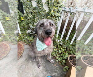 Great Dane-Unknown Mix Dogs for adoption in Bullard, TX, USA