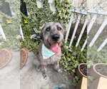 Nebula - Female Great Dane-Unknown Mix Dog for Adoption - Small photo