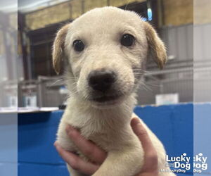 Labrador Retriever-Unknown Mix Dogs for adoption in Washington, DC, USA