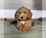 Image preview for Ad Listing. Nickname: Cody