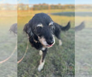 Labradoodle Dogs for adoption in Royse City , TX, USA