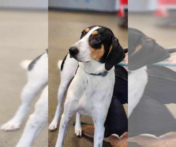 Medium Photo #4 Collie-Coonhound Mix Puppy For Sale in Osgood, IN, USA