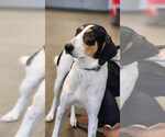 Small #3 Collie-Coonhound Mix