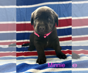 Labrador Retriever Puppy for sale in MIDLAND, OH, USA