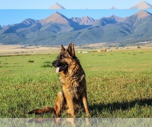 Father of the German Shepherd Dog puppies born on 03/24/2022