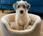 Small #3 Jack Russell Terrier Mix