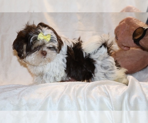 Medium Photo #24 Shih Tzu Puppy For Sale in DYERSBURG, TN, USA