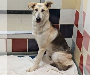 Pyrenees Husky Dogs for adoption in Plano, TX, USA