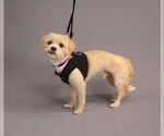 Small #1 Maltipoo