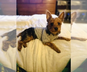 Mother of the Yorkshire Terrier puppies born on 07/18/2026