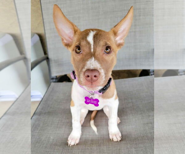 Medium Photo #4 American Staffordshire Terrier-Unknown Mix Puppy For Sale in Corona, CA, USA