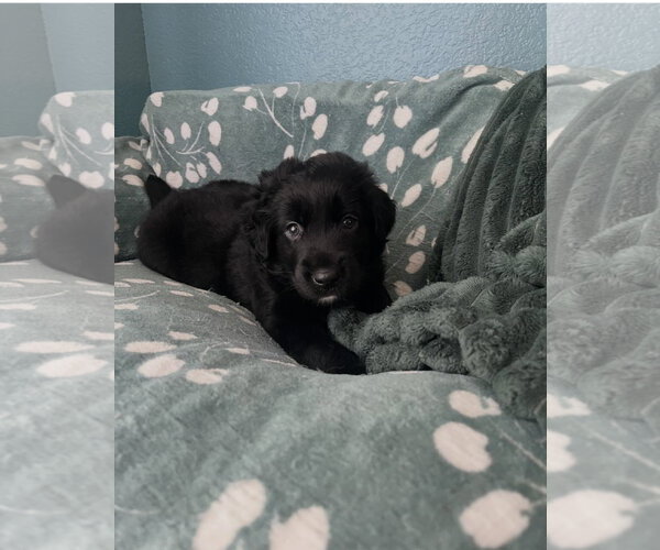 Medium Photo #7 Australian Shepherd Puppy For Sale in Euless, TX, USA