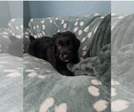 Small #6 Australian Shepherd