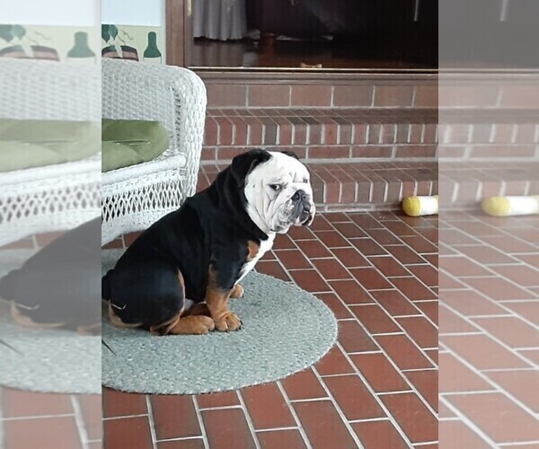 Medium Photo #1 English Bulldog Puppy For Sale in GOLDSBORO, NC, USA