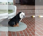 Small Photo #1 English Bulldog Puppy For Sale in GOLDSBORO, NC, USA