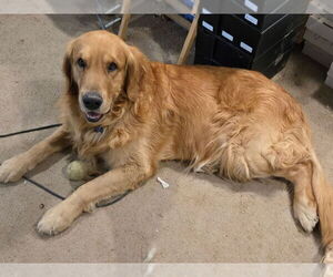 Father of the Golden Retriever puppies born on 12/19/2025