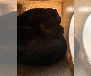 Mutt Dogs for adoption in Stockton, CA, USA