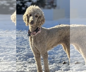 Mother of the Goldendoodle puppies born on 03/29/2026