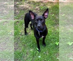 Brandy - Female Mutt Dog for Adoption - Photo #2
