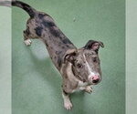 Small #4 Catahoula Leopard Dog Mix