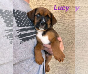 Mutt Dogs for adoption in Goodyear, AZ, USA