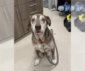 Labrador Retriever Dogs for adoption in Baytown, TX, USA