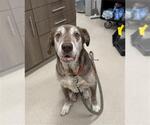 Small Labrador Retriever