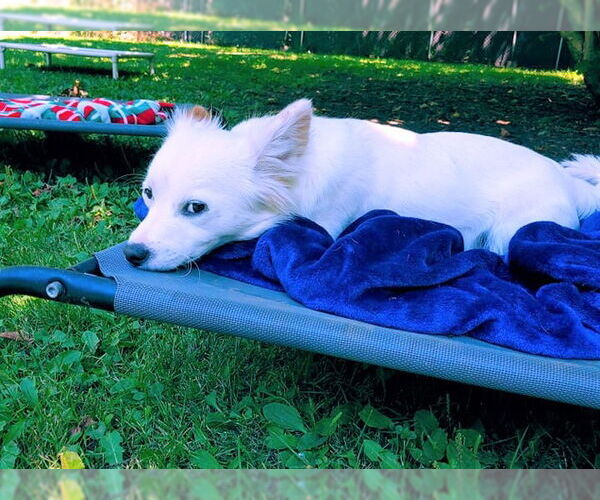Medium Photo #4 Jack Russell Terrier-Papillon Mix Puppy For Sale in Arlington, WA, USA