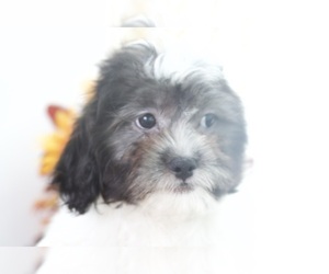 Yorkshire Terrier Puppy for sale in RED LION, PA, USA