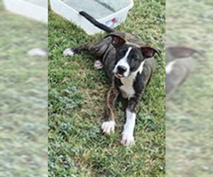 American Staffordshire Terrier Dogs for adoption in Oklahoma City, OK, USA