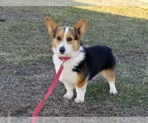 Father of the Pembroke Welsh Corgi puppies born on 11/28/2019