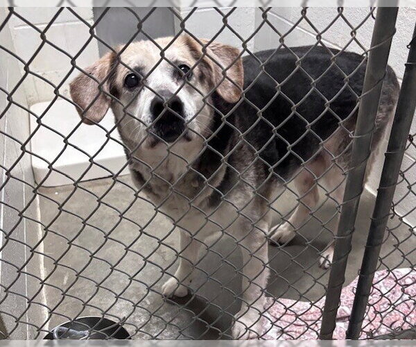 Medium Photo #1 Labrador Retriever-Unknown Mix Puppy For Sale in Olathe, KS, USA