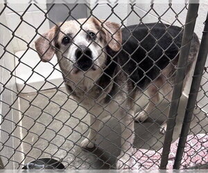 Labrador Retriever-Unknown Mix Dogs for adoption in Olathe, KS, USA