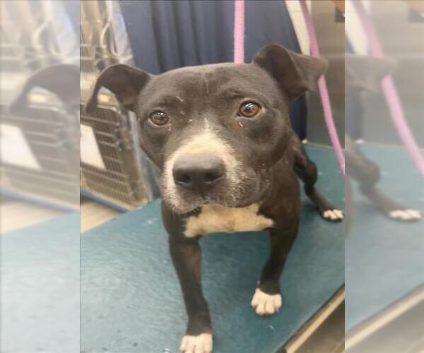Medium Photo #1 American Staffordshire Terrier-Unknown Mix Puppy For Sale in Mobile, AL, USA