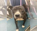 Small American Staffordshire Terrier Mix