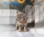 Small #3 Chihuahua
