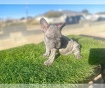 Small #13 French Bulldog