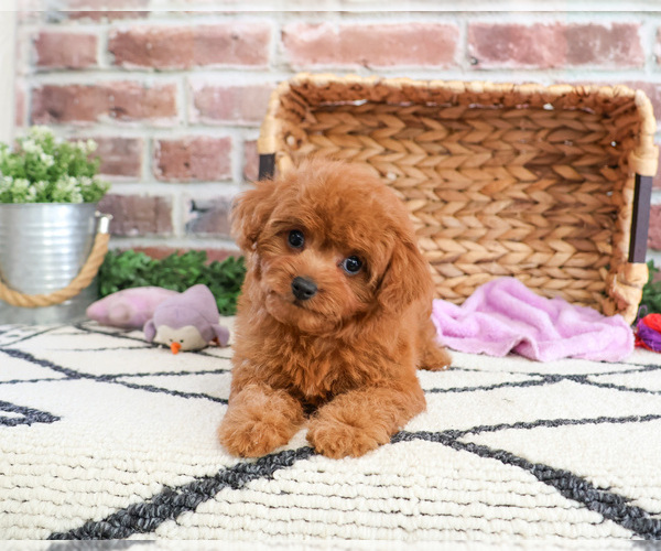 Medium Photo #3 Cavapoo Puppy For Sale in SYRACUSE, IN, USA