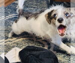 Small Photo #7 Chihuahua-Parson Russell Terrier Mix Puppy For Sale in Princeton, MN, USA