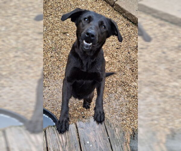 Medium Photo #3 Labrador Retriever-Unknown Mix Puppy For Sale in Mountain View, AR, USA