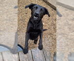 Small #2 Labrador Retriever Mix
