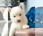 Small Photo #26 Pomsky Puppy For Sale in VENUS, PA, USA