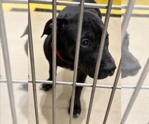 American Pit Bull Terrier Dogs for adoption in Derwood, MD, USA