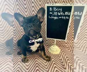French Bulldog Puppy for sale in SMITHFIELD, NC, USA