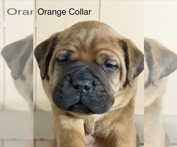 Medium Photo #1 Bullmastiff Puppy For Sale in MARYSVILLE, OH, USA