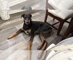 Small #5 Doberman Pinscher Mix